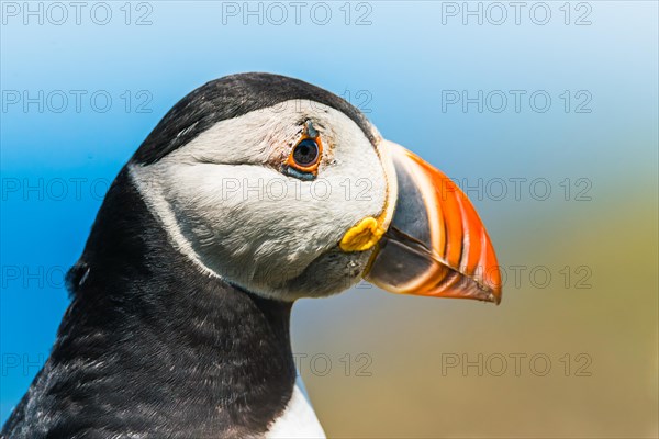 Portrait of Portrait of Atlantic Puffin