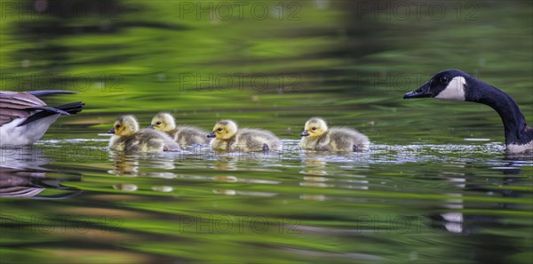 Canada geese