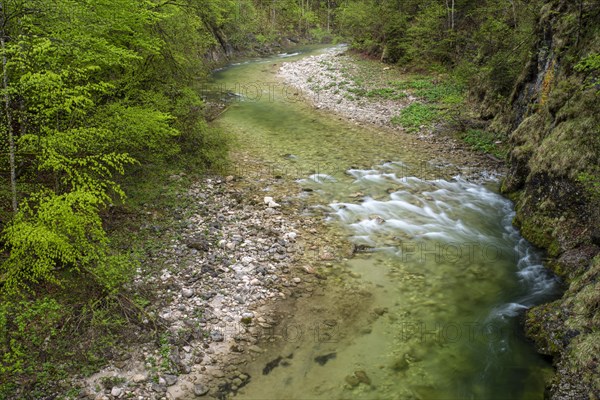 Mountain stream in the UNESCO World Heritage Beech Forest in the Limestone Alps National Park