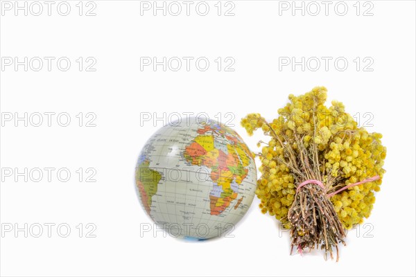 Globes and a bunch of yellow wild flowers on white background