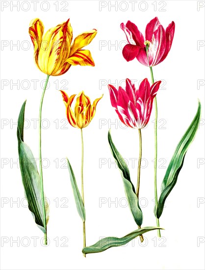 Garden tulip