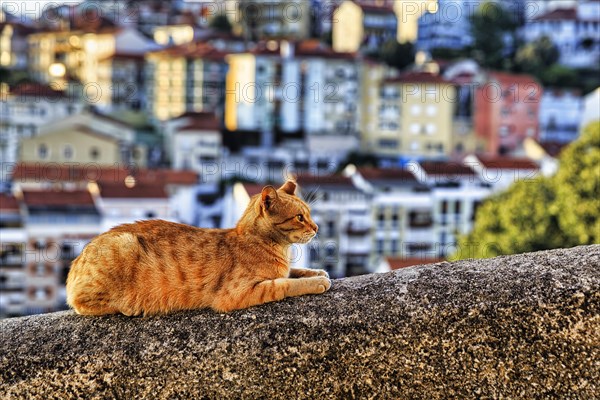 Red cat lying on a wall