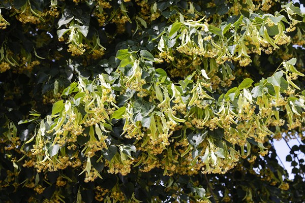 Flowering linden trees