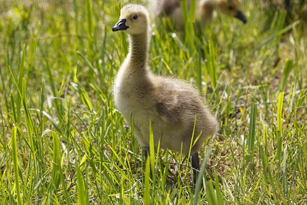 Canada goose