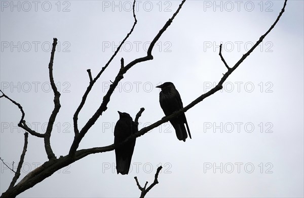 Two crows on bare branches