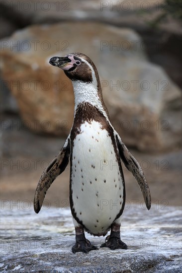 Humboldt penguin