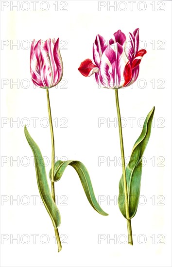 Garden tulip