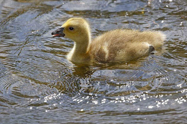 Canada goose