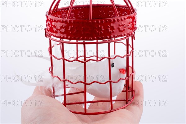 Bird in a birdcage