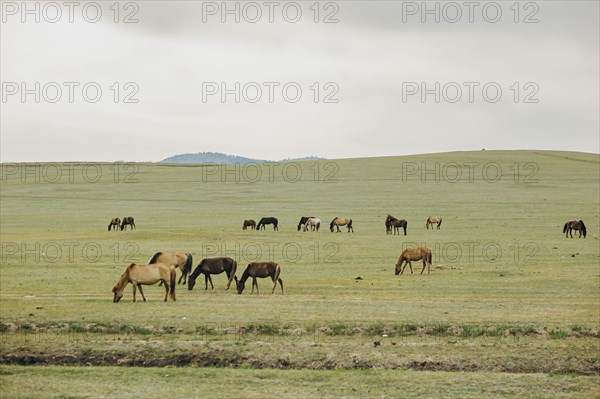 Horses grazing in the steppe near Nalaikh. Nalaikh