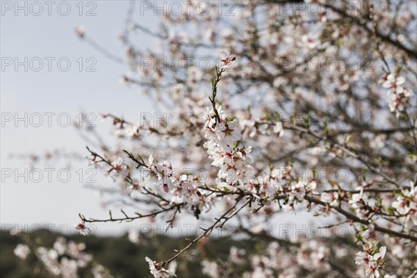 Close up trees branches with blooming flowers 5