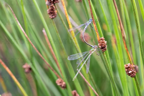 Emerald damselfly