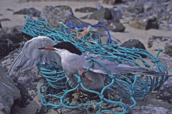 Marine litter