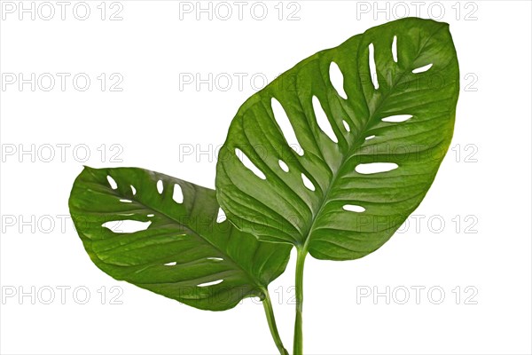 Large leaf of tropical 'Monstera Adansonii' houseplant with holes on white background