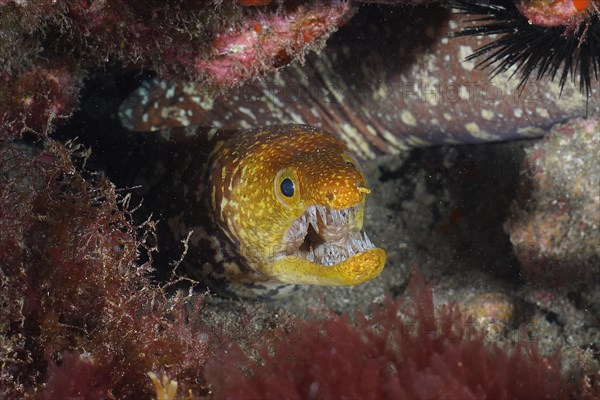 Portrait of fangtooth moray