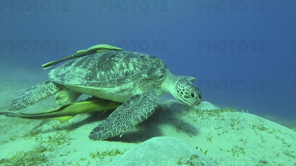 Sea turtle grazing on the seaseabed