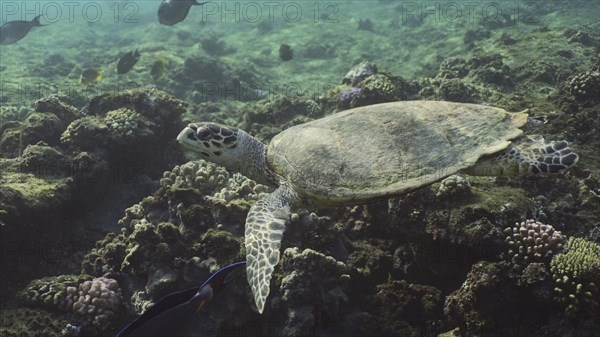 Hawksbill Sea Turtle