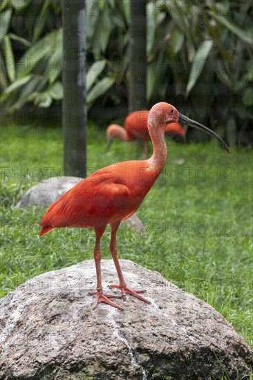 Scarlet ibis