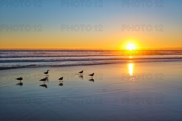 Seagulls on beach sund at atlantic ocean sunset with surging waves at Fonte da Telha beach