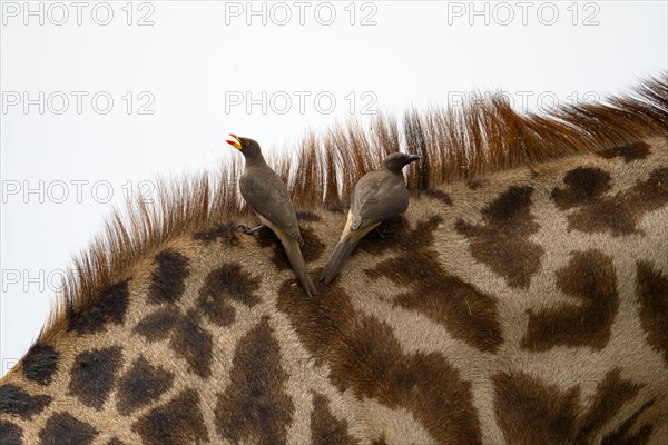 Red-billed oxpecker