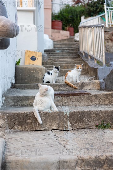 Street cats in Gamcheon Cultural Village