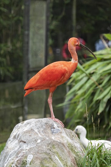 Scarlet ibis