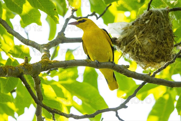 Eurasian golden oriole