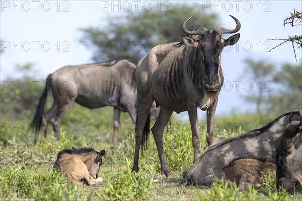 Wildebeest