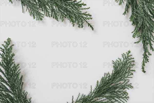 Green branches white table