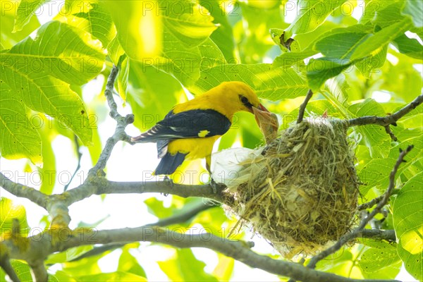 Eurasian golden oriole