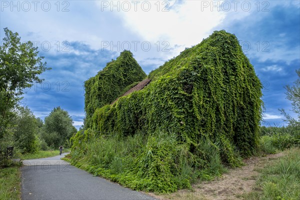 House overgrown with wild vines in the Spreewald near Luebben