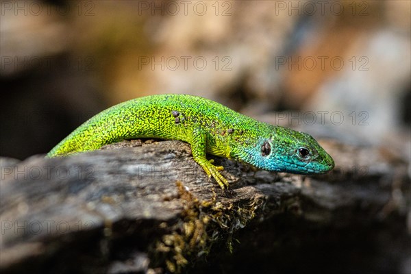 Green lizard