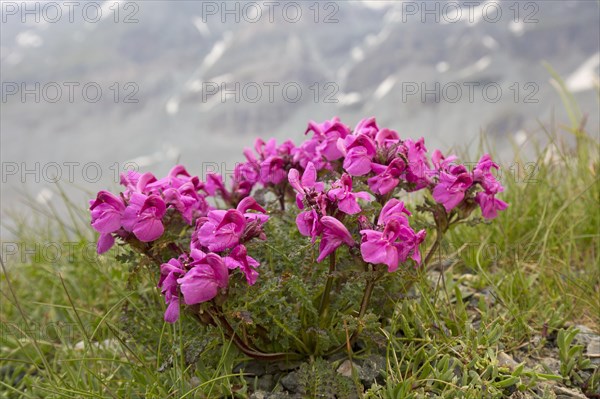 Long-nosed lousewort