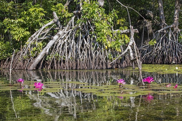 Mangrove roots and dotleaf waterlilies