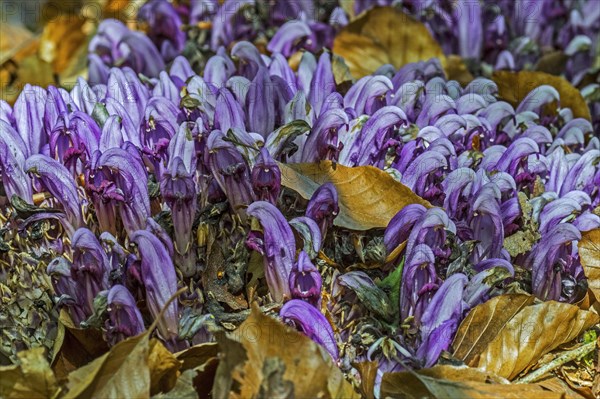 Purple toothwort