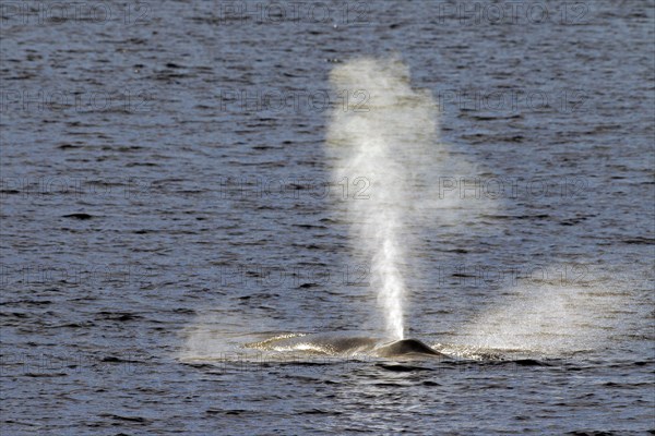 Fin whale