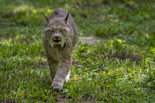 Canada lynx