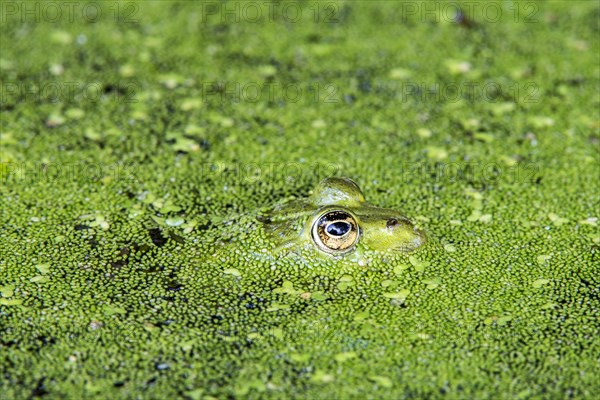 Edible frog