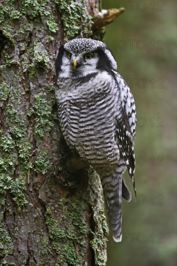 Northern hawk-owl