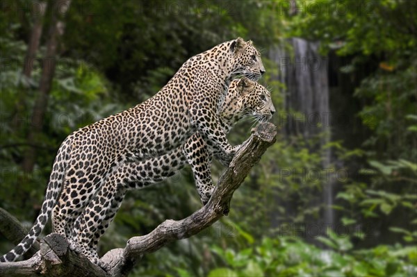 Sri Lankan leopard