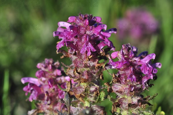 Whorled lousewort