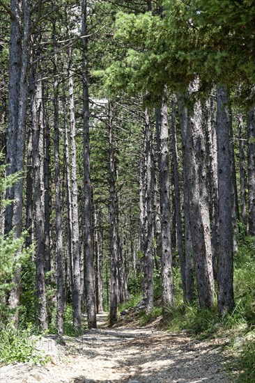 Natural hiking trail through the forest in Paklenica National Park in northern Dalmatia. Paklenica Starigrad