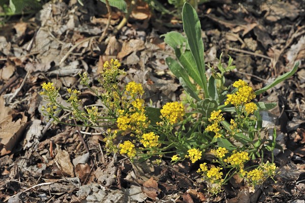 Gold Alyssum