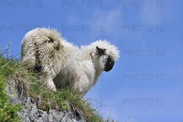 Valais blacknose