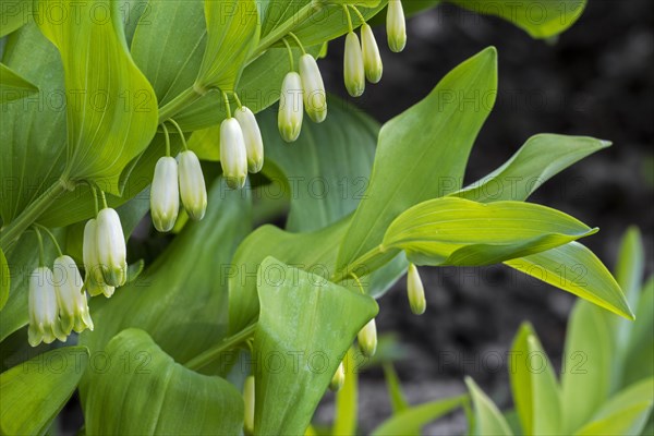 Angular Solomon's seal