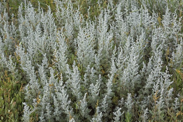 Sea wormwood