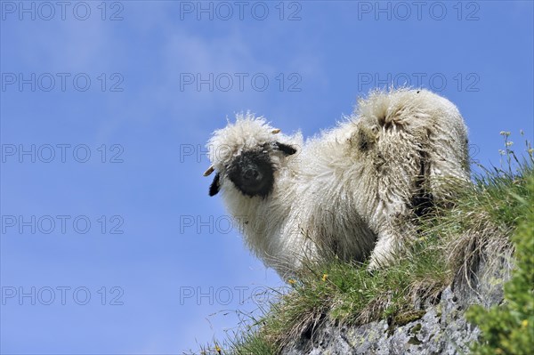 Valais Blacknose