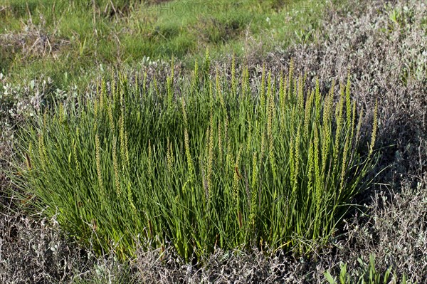 Sea arrowgrass