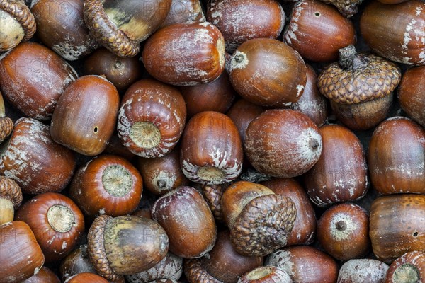 Pile of acorns of the English oak