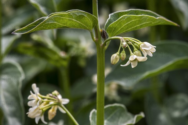 Swallow-wort